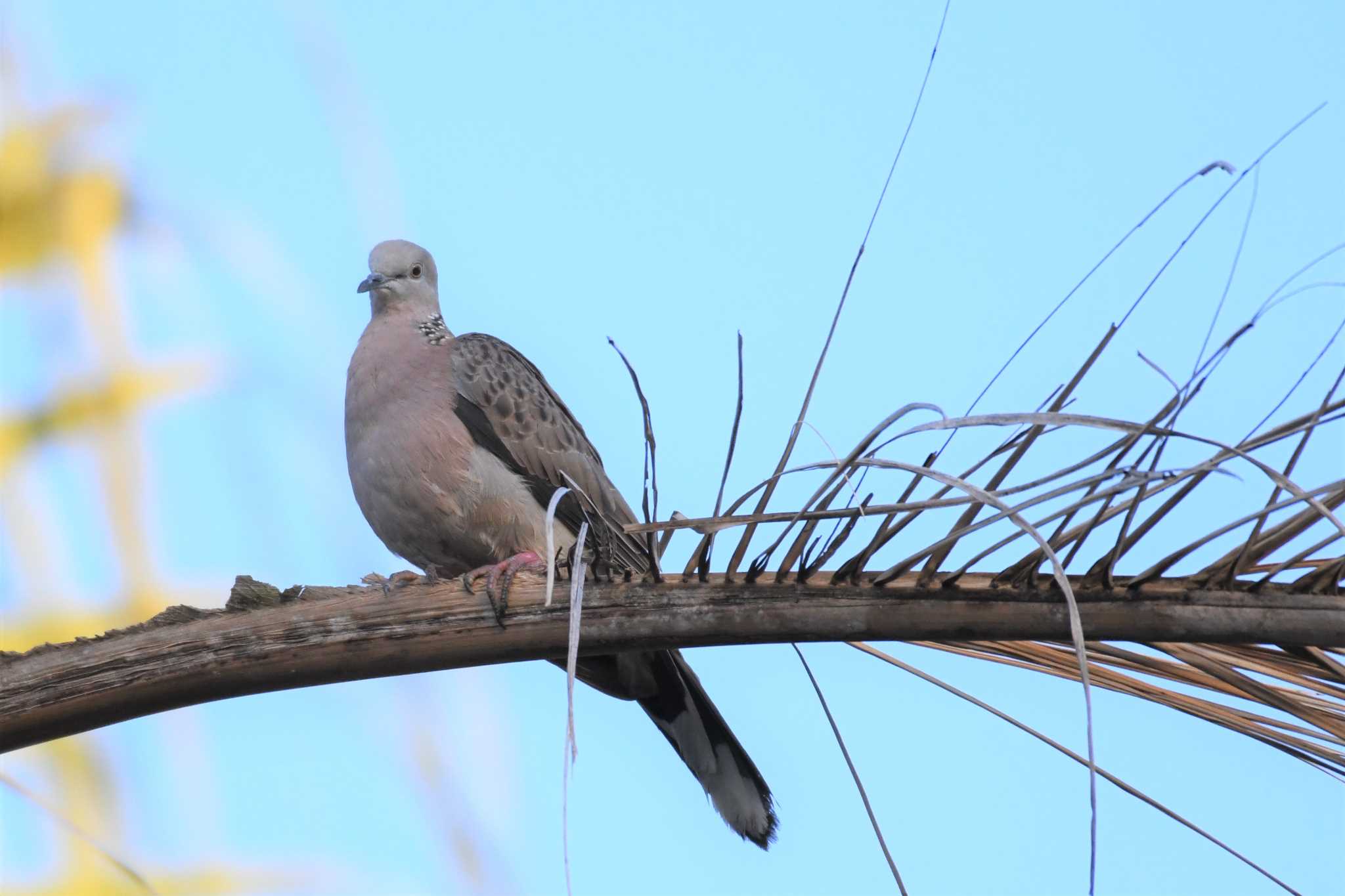 Photo of Spotted Dove at オーストラリア,ケアンズ～アイアインレンジ by でみこ