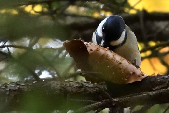 Unknown Species 北大森林研究所 Tue, 10/22/2019