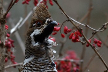 2019年11月23日(土) 北大森林研究所の野鳥観察記録