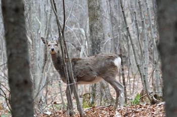 Unknown Species Tomakomai Experimental Forest Sat, 11/23/2019