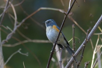 ルリビタキ 滋賀県甲賀市甲南町創造の森 2019年11月24日(日)