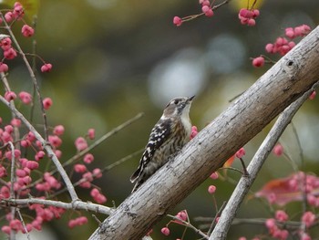 Japanese Pygmy Woodpecker 稲沢市 Sun, 11/24/2019