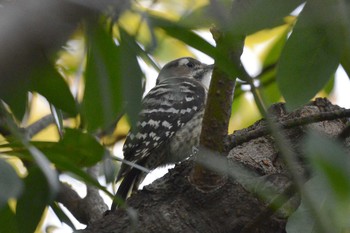 コゲラ 聚楽園公園 2019年11月22日(金)