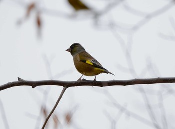 カワラヒワ 聚楽園公園 2019年11月22日(金)