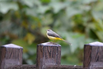 2019年11月22日(金) 聚楽園公園の野鳥観察記録