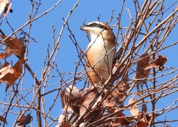 Brown Shrike Unknown Spots Sat, 11/16/2019