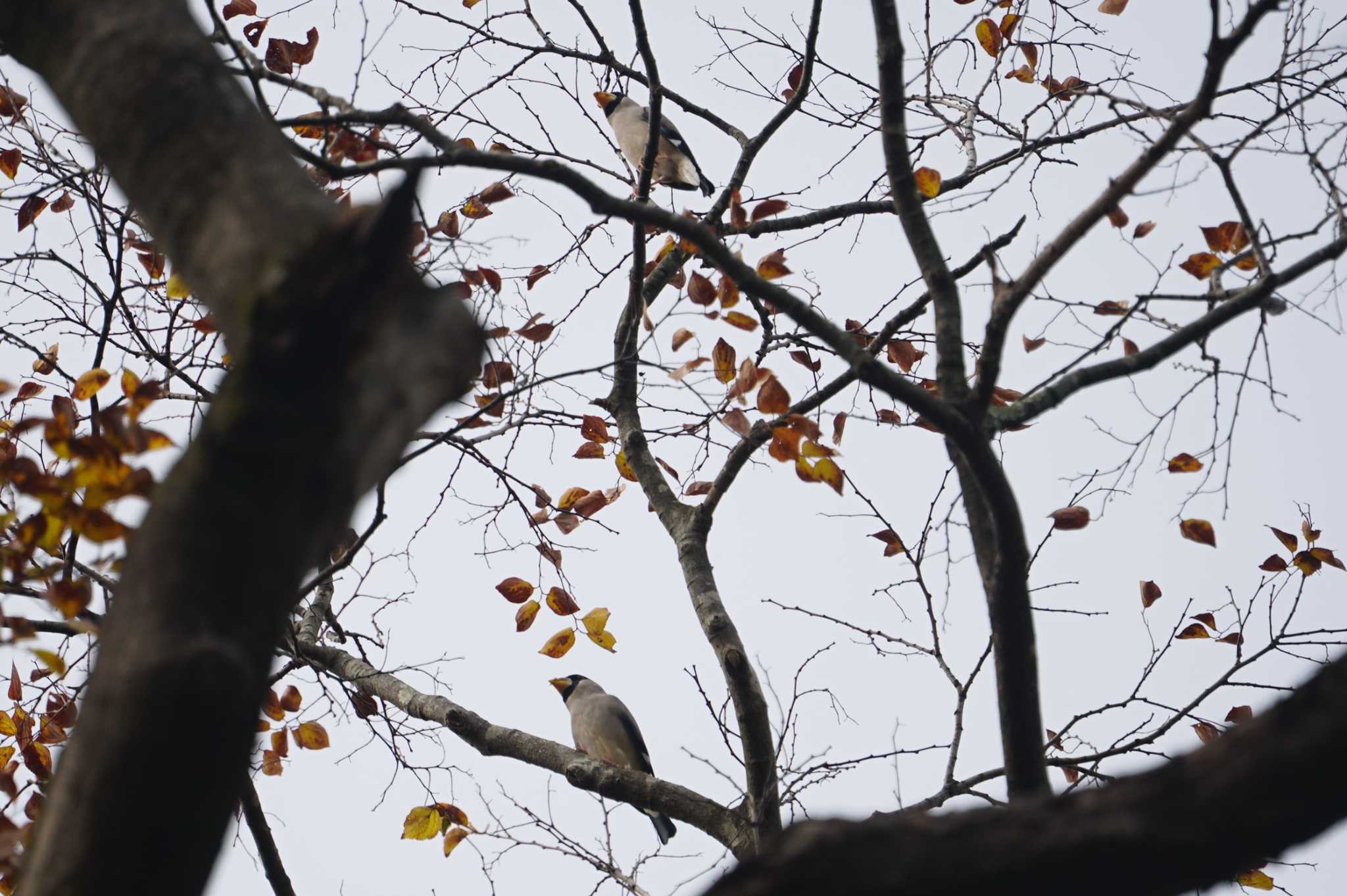 Photo of Japanese Grosbeak at 京都府立植物園 by マル