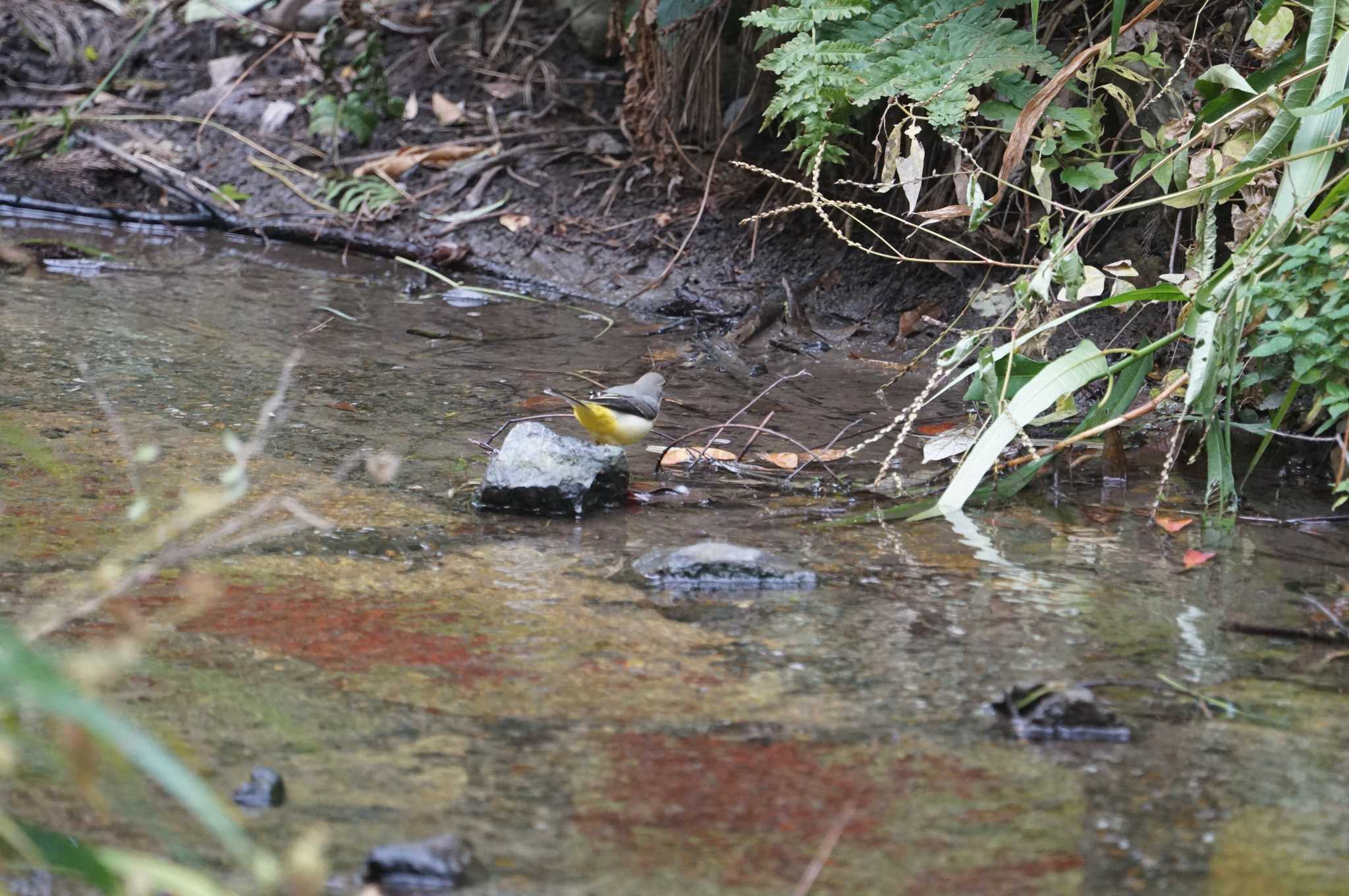 Grey Wagtail