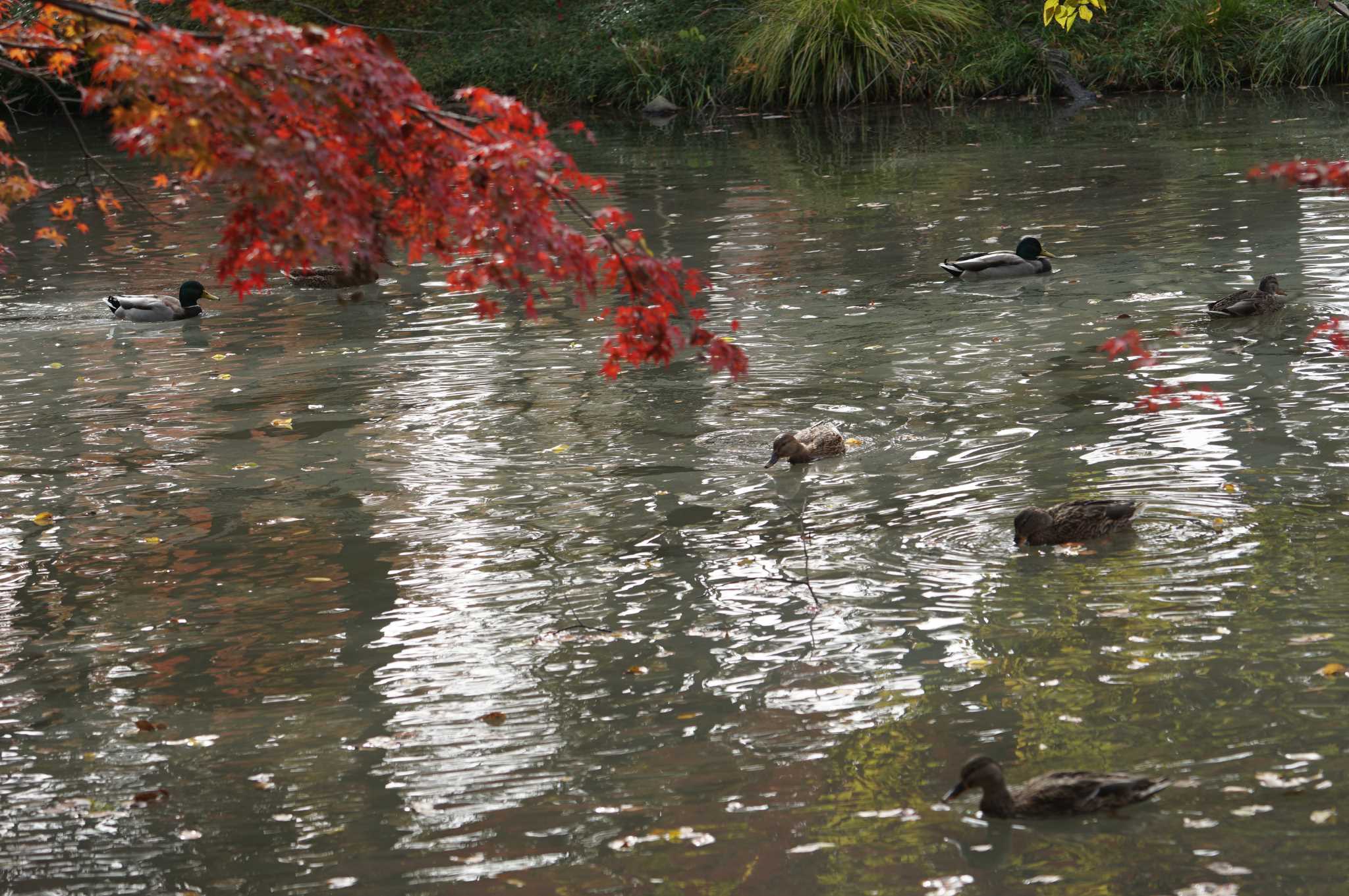 京都府立植物園 マガモの写真 by マル