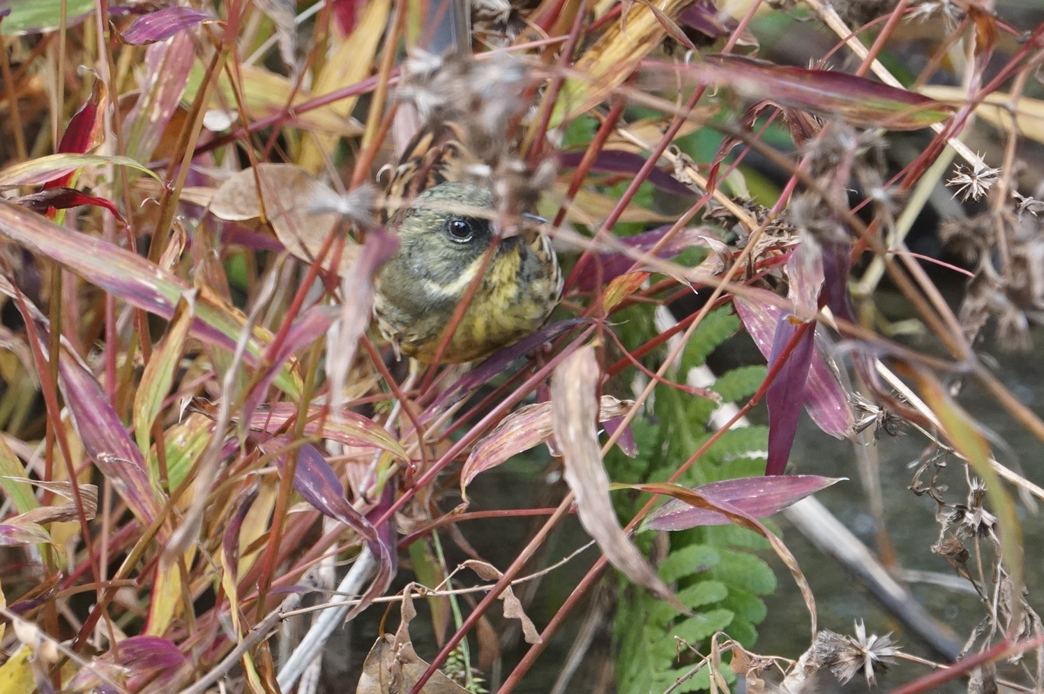 Masked Bunting