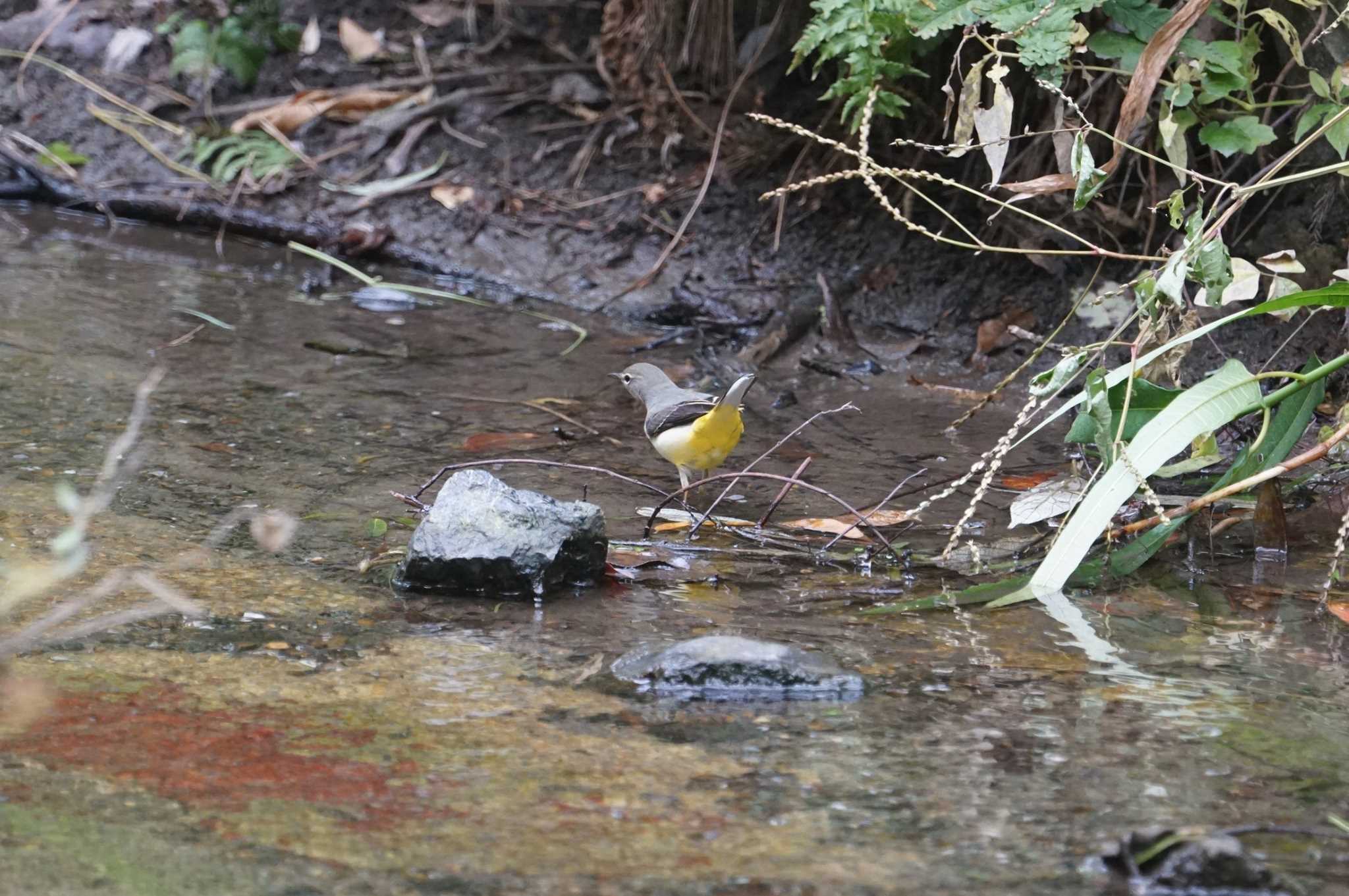 Grey Wagtail