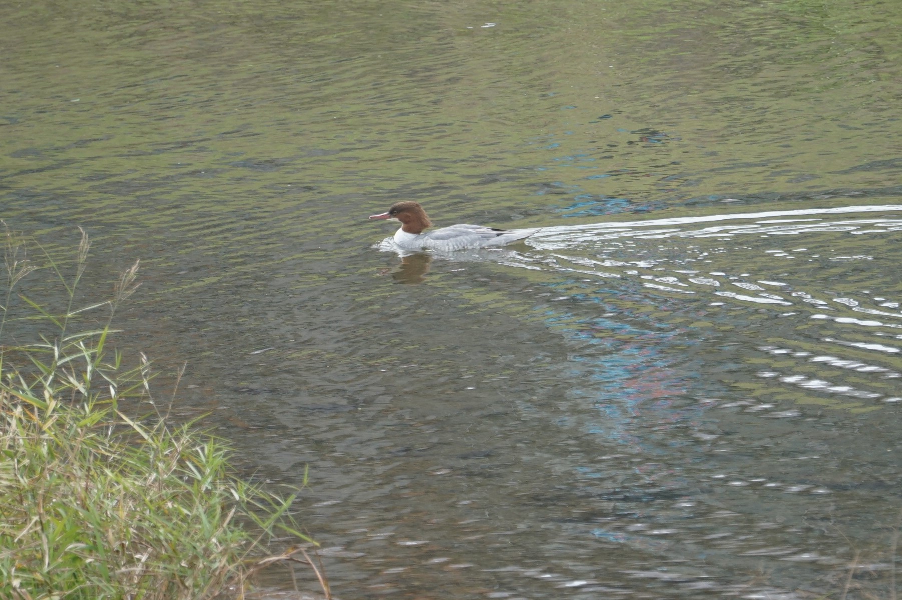 Common Merganser