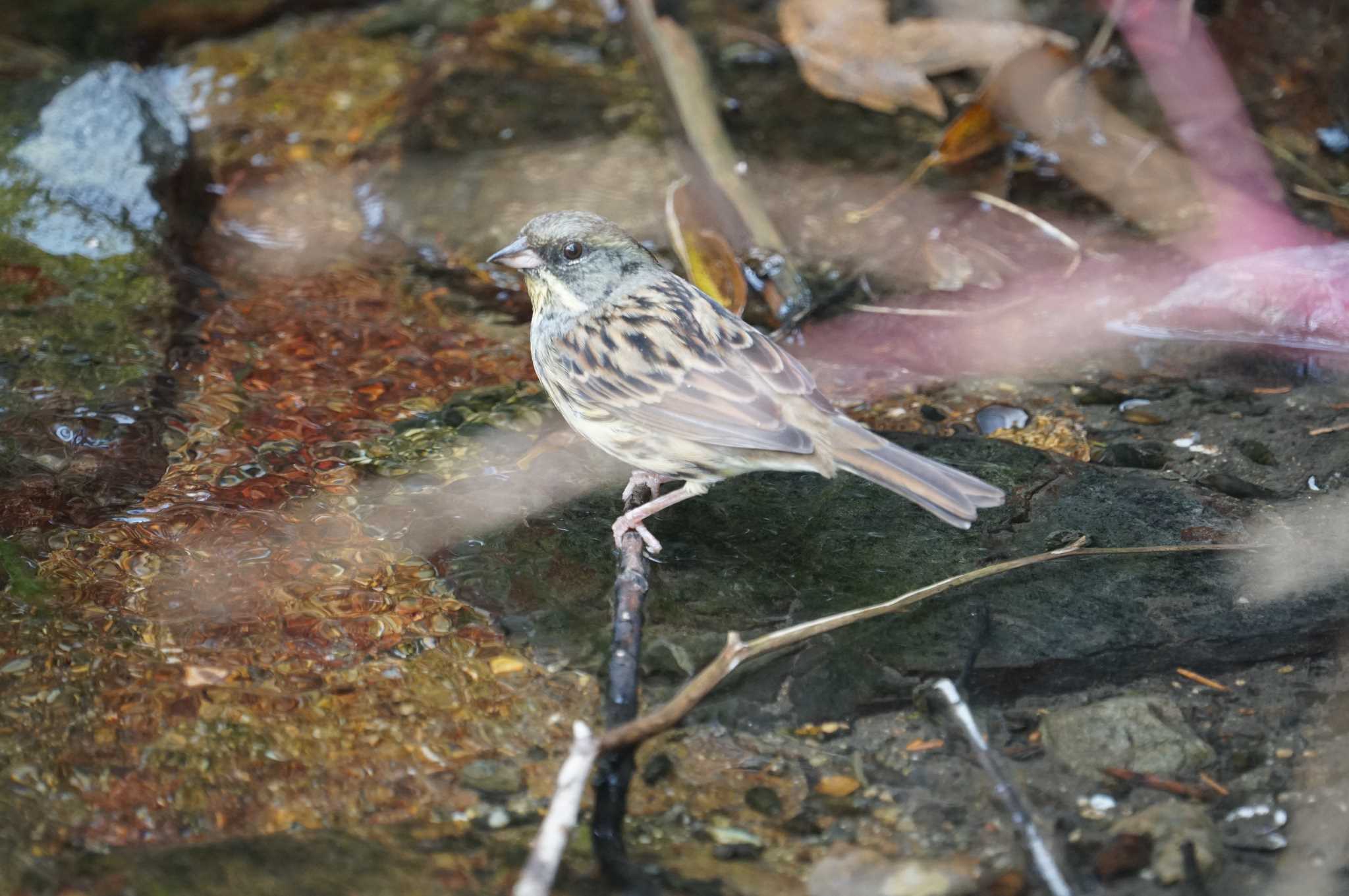 Masked Bunting