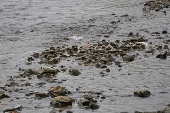 Sun, 11/24/2019 Birding report at 京都府立植物園