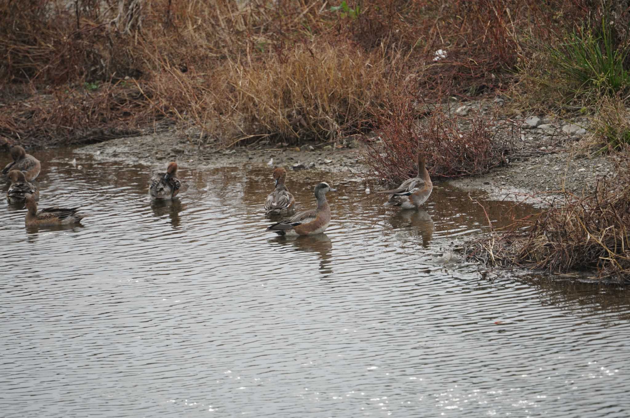 American Wigeon