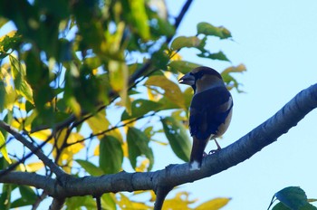 シメ 多摩川 2019年11月21日(木)