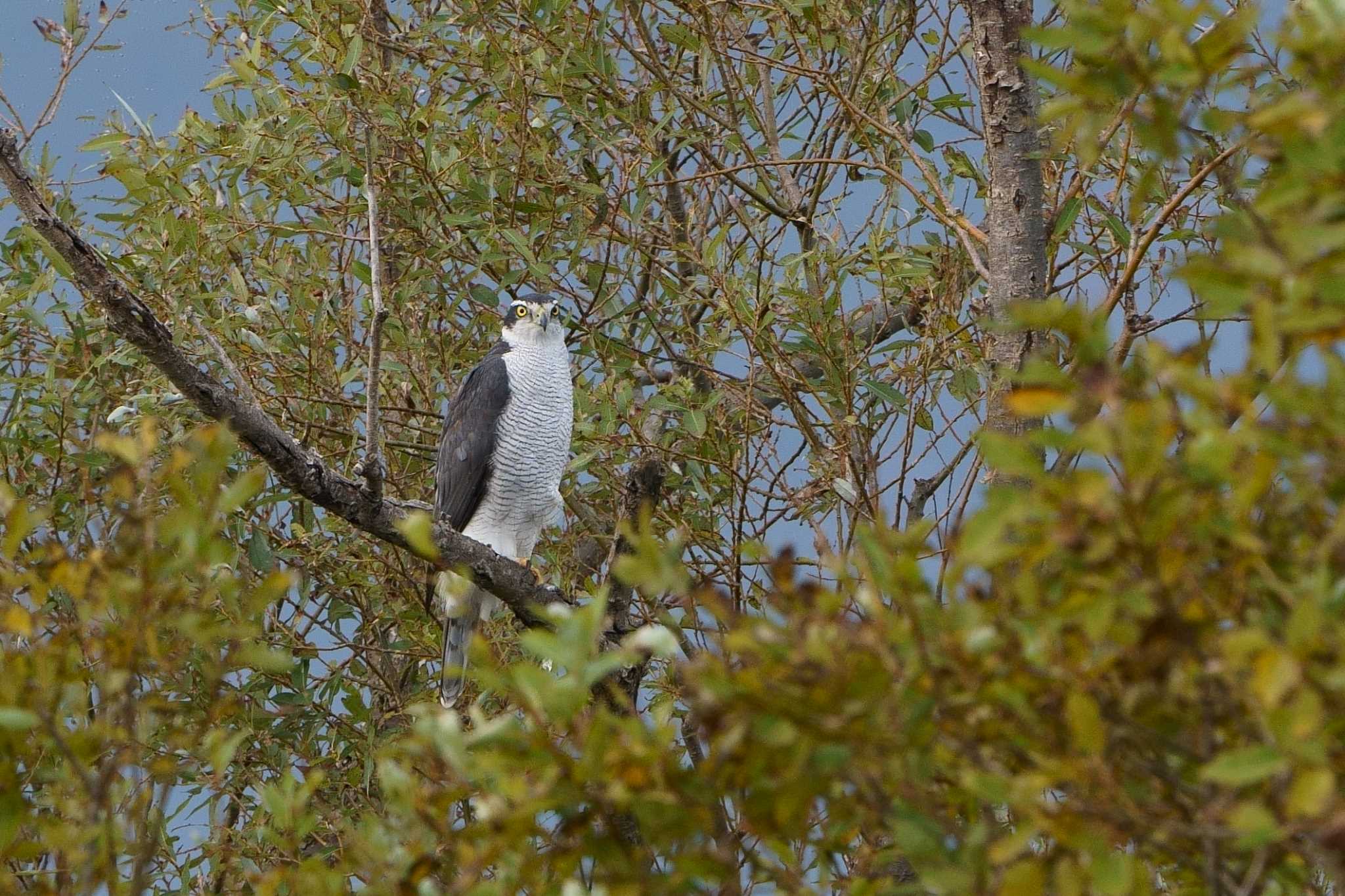  オオタカの写真 by 倶利伽羅