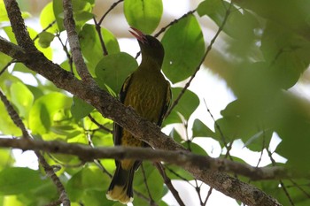 Green Oriole Iron Range National Park Sat, 10/19/2019