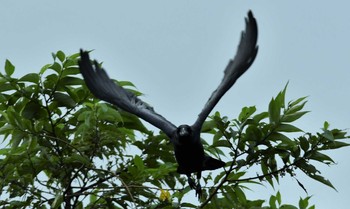 Large-billed crow(connectens) 大宜味村喜如嘉 Sun, 11/24/2019