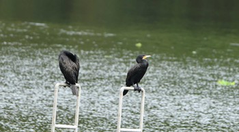 2019年11月24日(日) 真喜屋ダムの野鳥観察記録