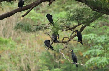 カワウ 真喜屋ダム 2019年11月24日(日)