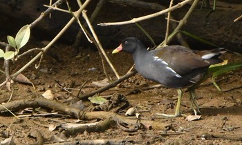 2019年11月24日(日) 大保大川の野鳥観察記録