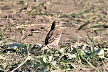 タヒバリ 兵庫島公園 2019年11月25日(月)