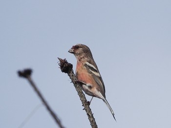 Siberian Long-tailed Rosefinch 瑞浪市 Mon, 11/25/2019