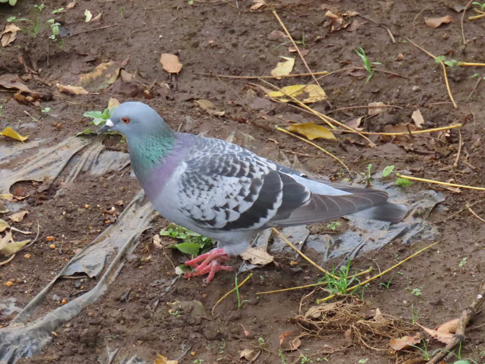 カワラバト