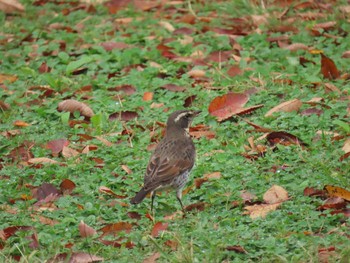 ツグミ 千葉公園 2019年11月25日(月)