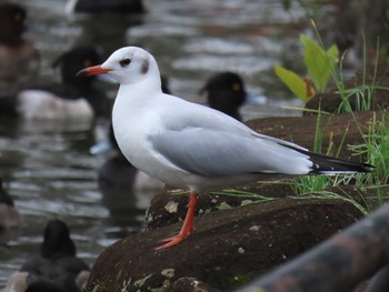 ユリカモメ 千葉公園 2019年11月25日(月)