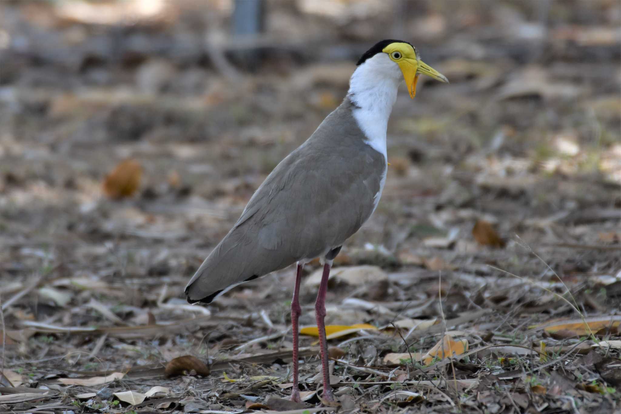 Masked Lapwing