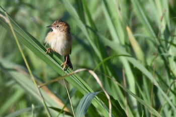 Golden-headed Cisticola