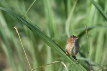 Golden-headed Cisticola オーストラリア,ケアンズ～アイアインレンジ Sun, 10/13/2019