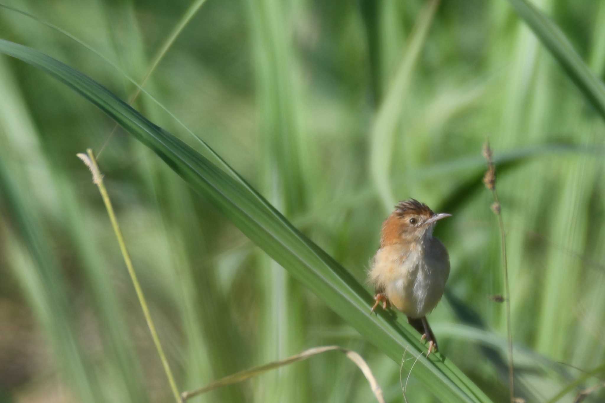 Golden-headed Cisticola