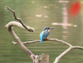 カワセミ 薬師池公園 2019年11月24日(日)