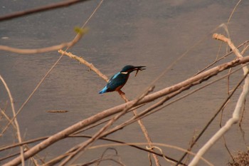 カワセミ 高幡不動 2019年11月25日(月)