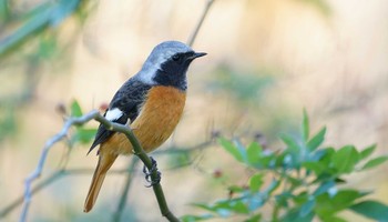 ジョウビタキ 東京都多摩地域 2019年11月25日(月)