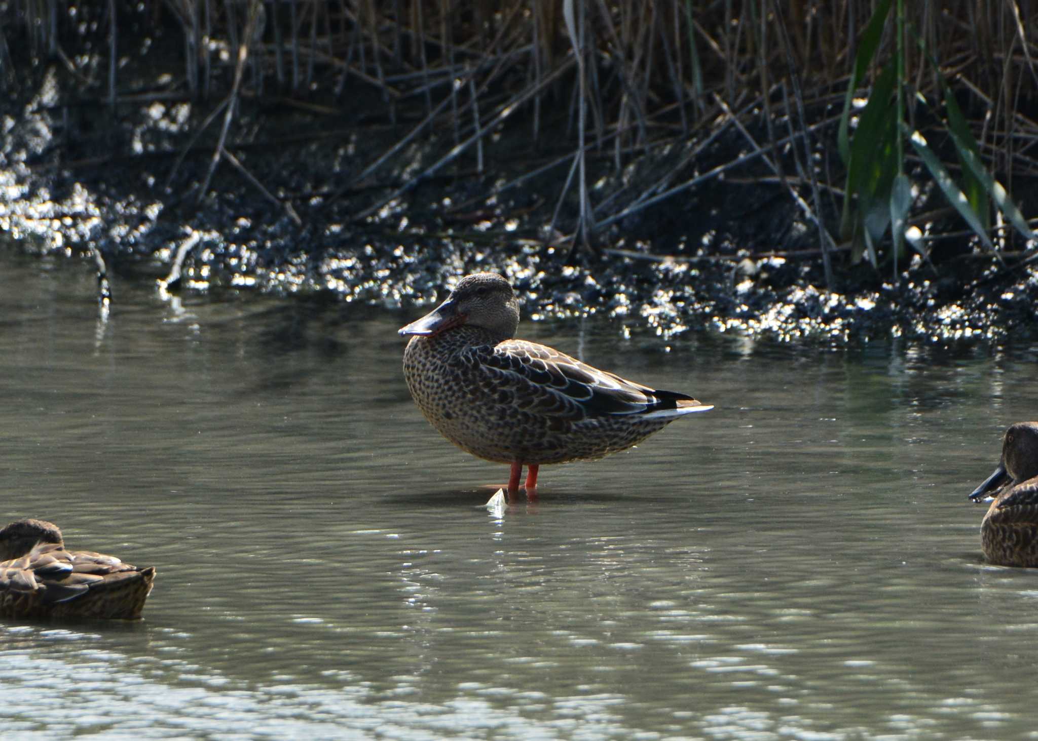 Photo of Northern Shoveler at 与根の三角池 by ashiro0817