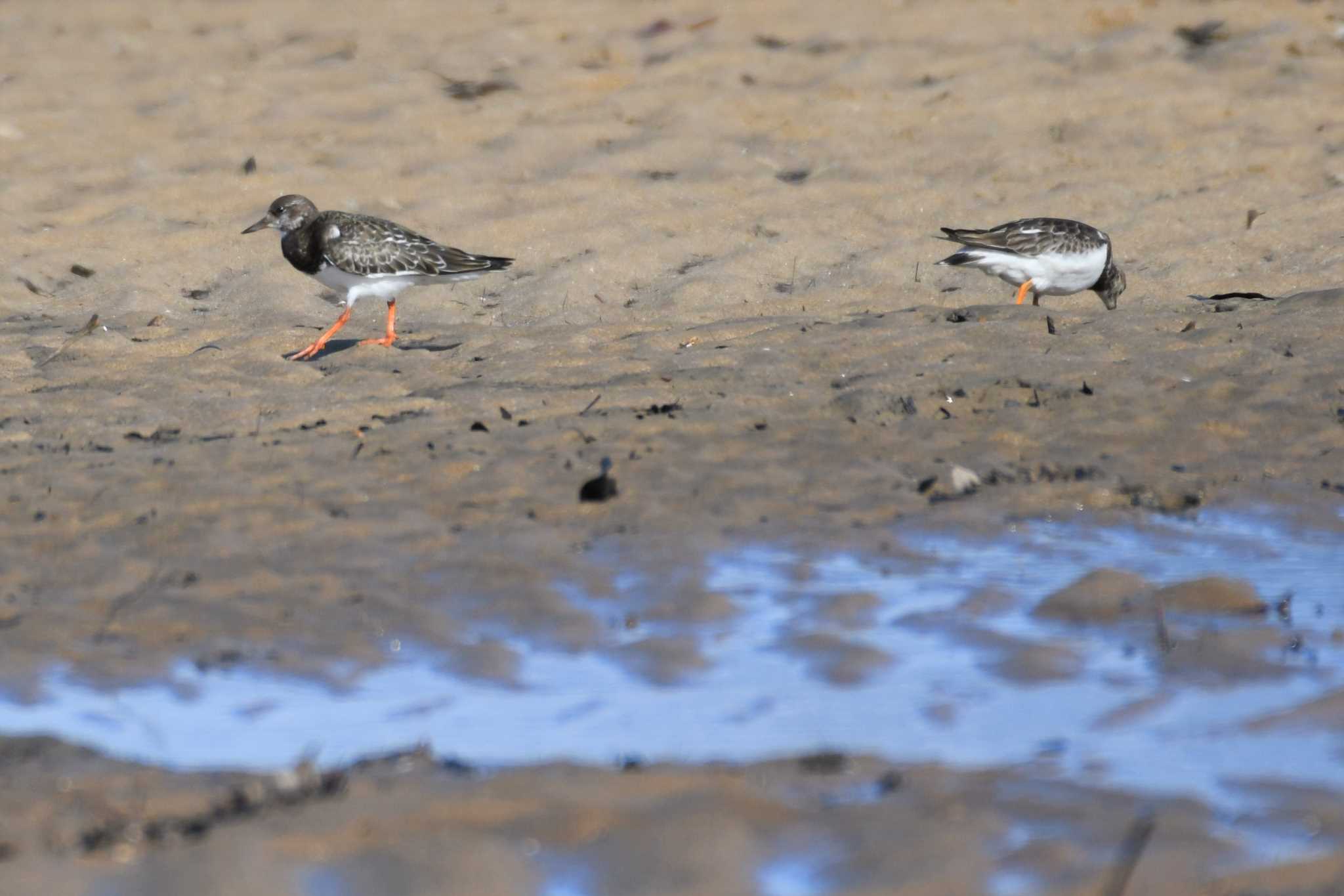 Ruddy Turnstone