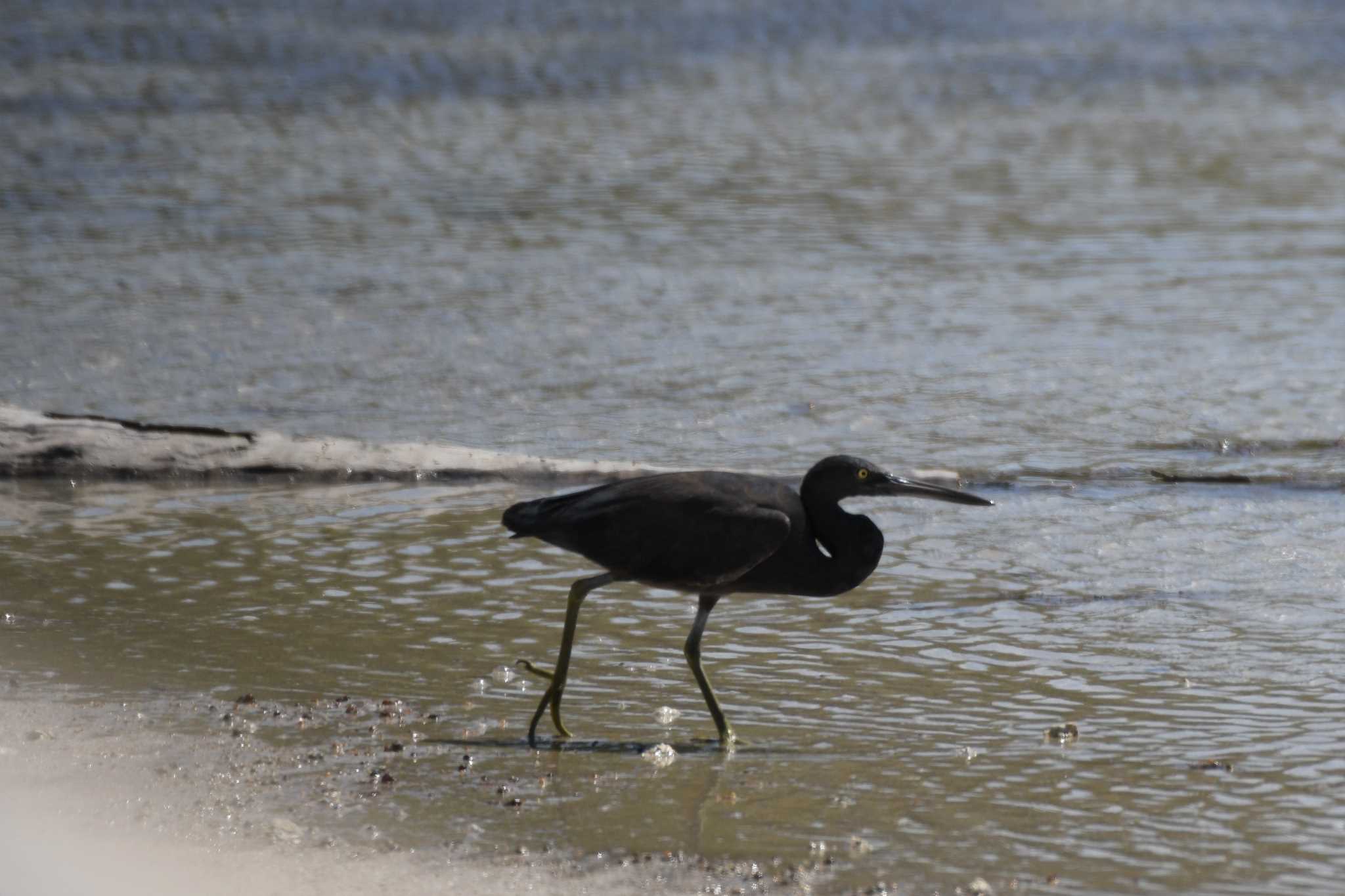 Pacific Reef Heron