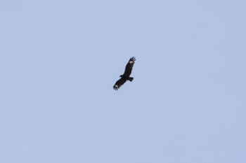 Black-breasted Buzzard