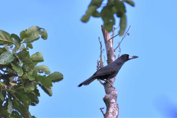 Black Butcherbird オーストラリア,ケアンズ～アイアインレンジ Wed, 10/16/2019