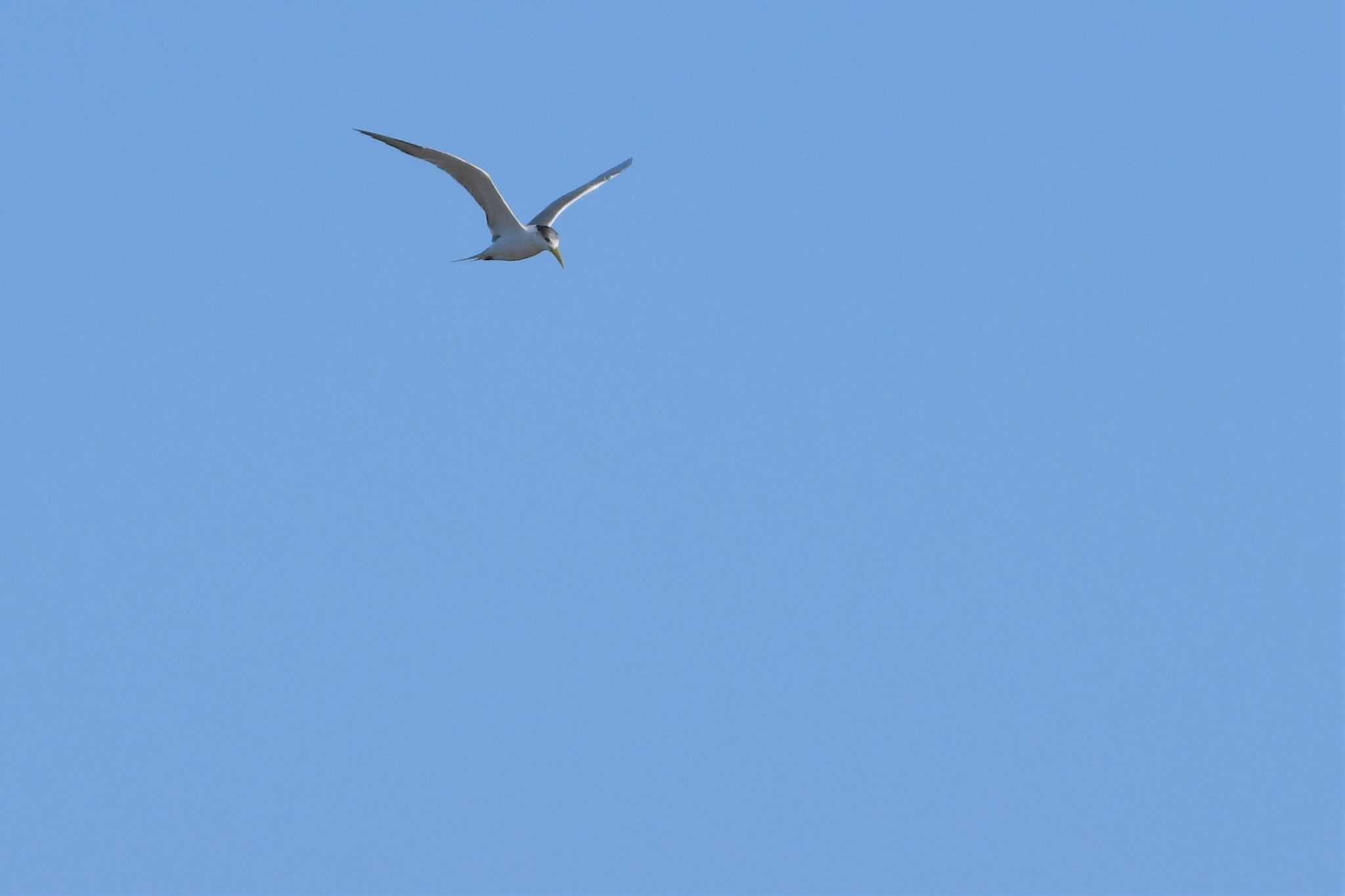 Greater Crested Tern