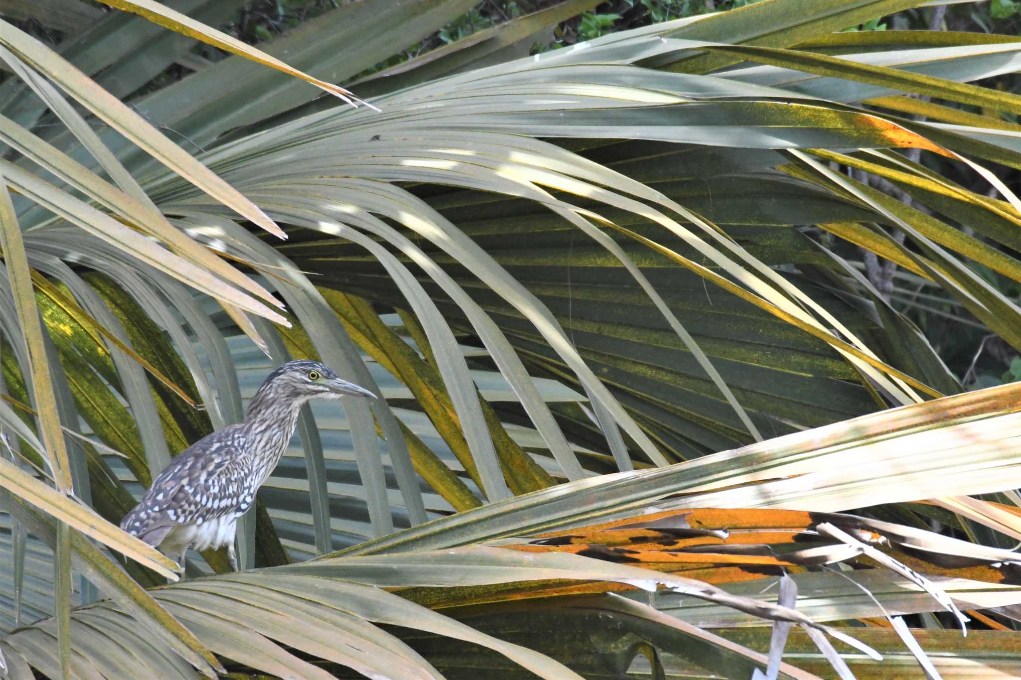 Striated Heron