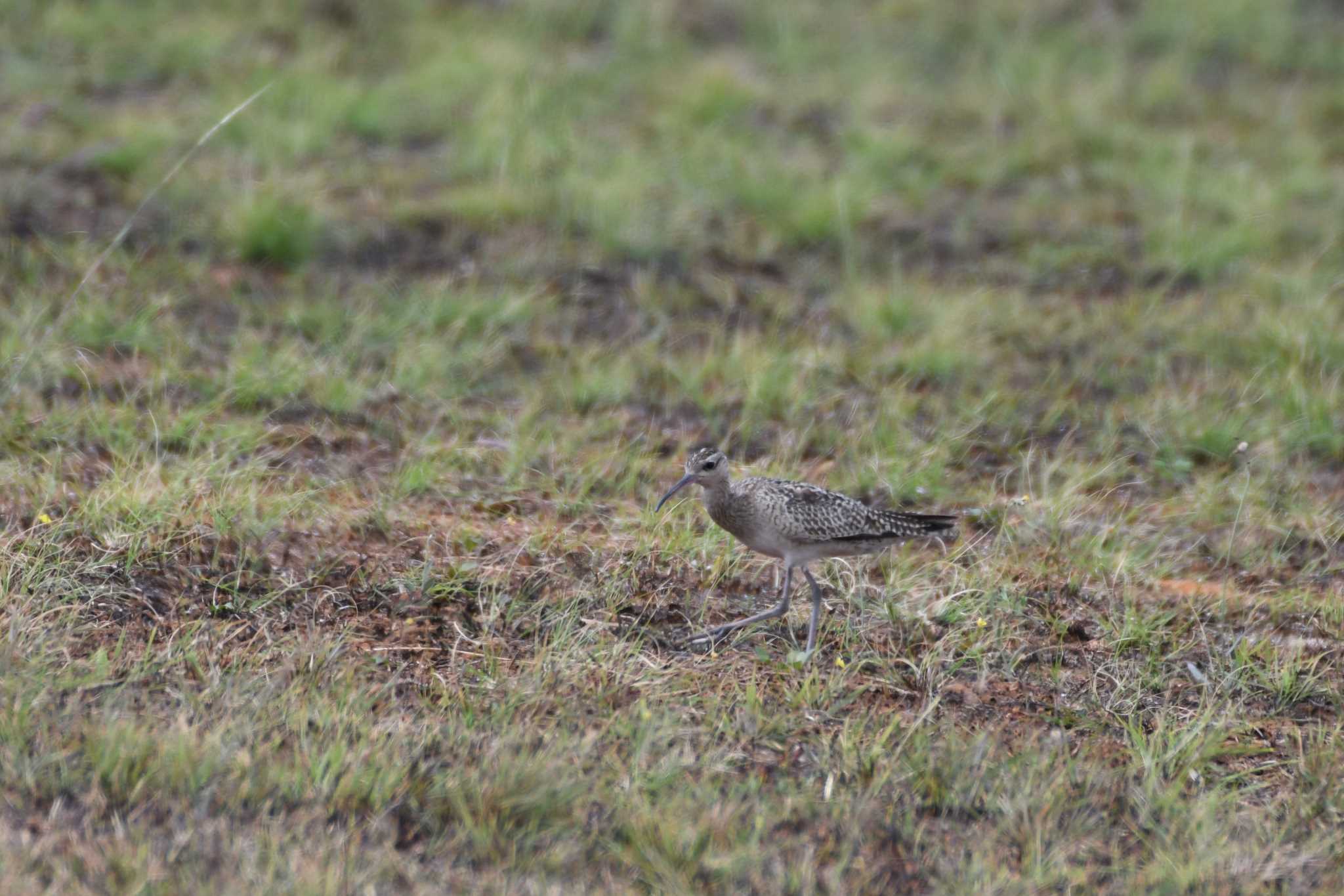 Photo of Little Curlew at オーストラリア,ケアンズ～アイアインレンジ by でみこ