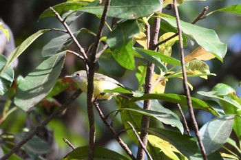 Weebill