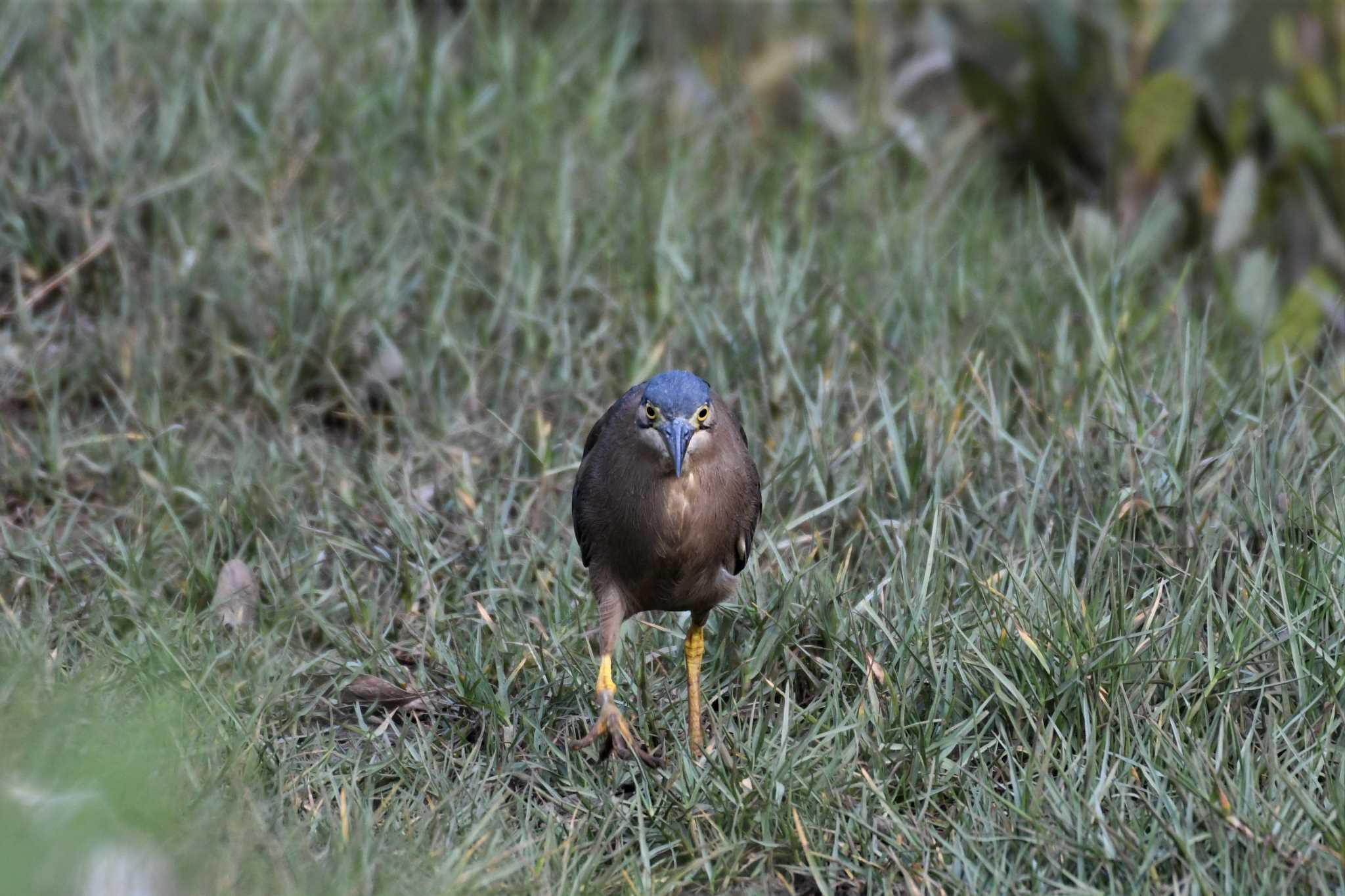 Striated Heron