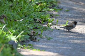 Scaly-breasted Munia