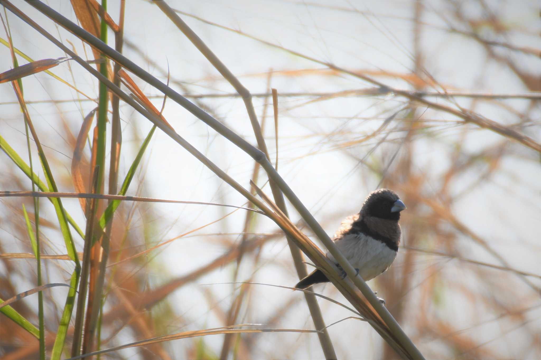 Chestnut-breasted Mannikin